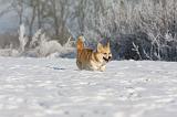 CORGI PEMBROKE 942